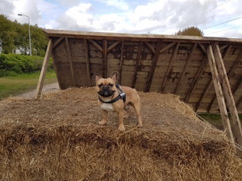 max de franse bulldog bij mudmasters