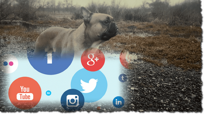 Max de Franse Bulldog op social media