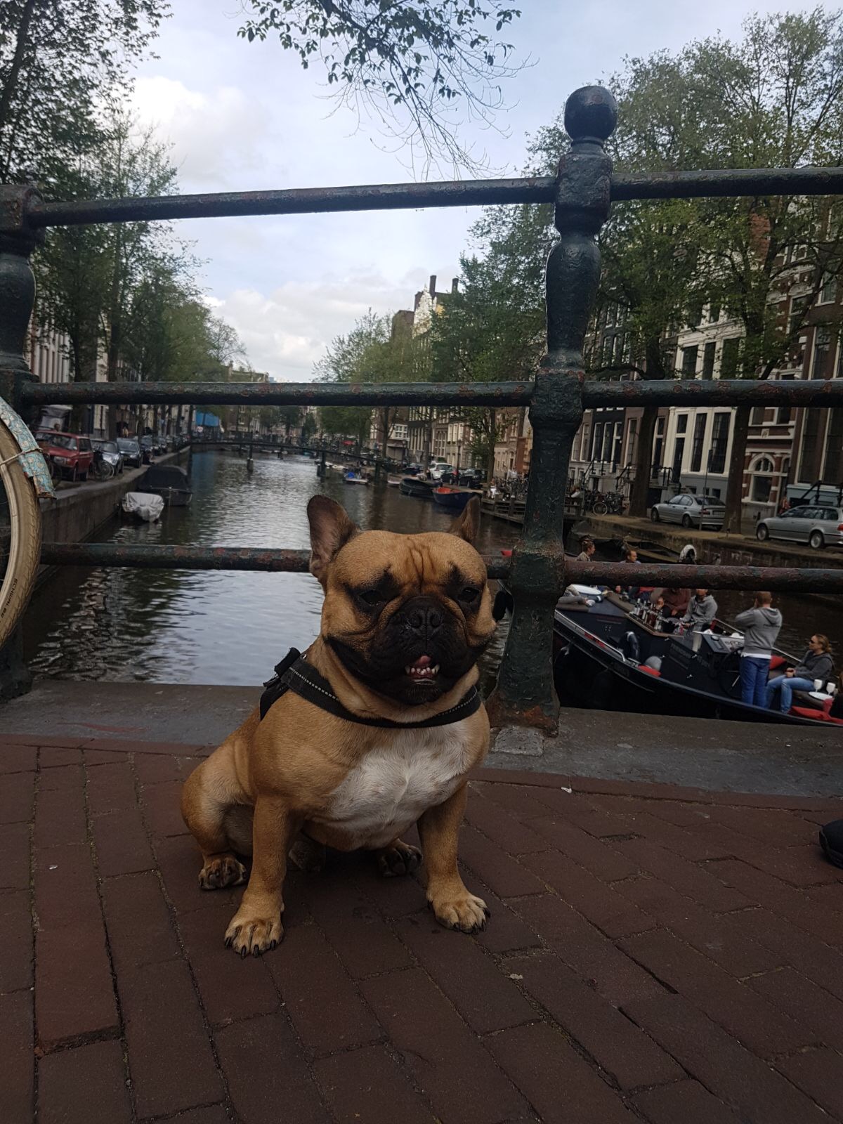 Max de franse bulldog in Amsterdam