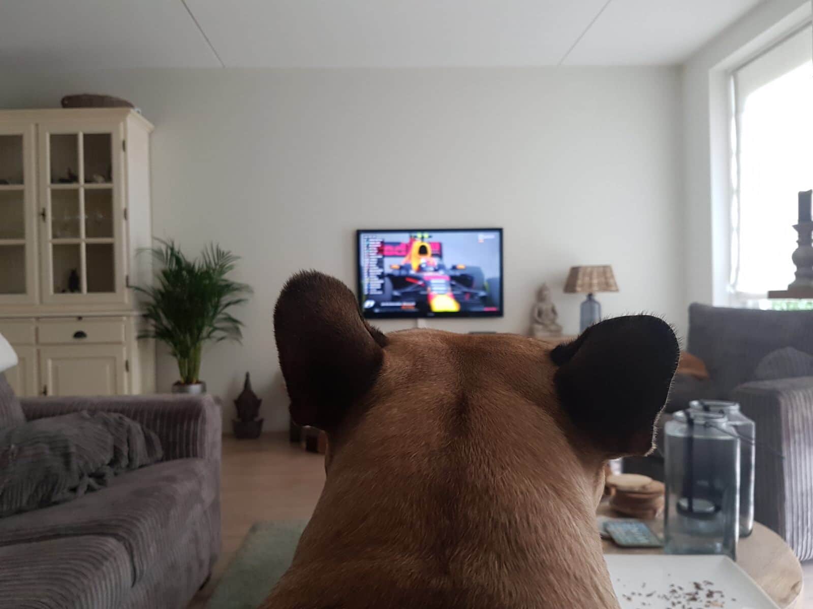 Max fan van Verstappen Formule 1