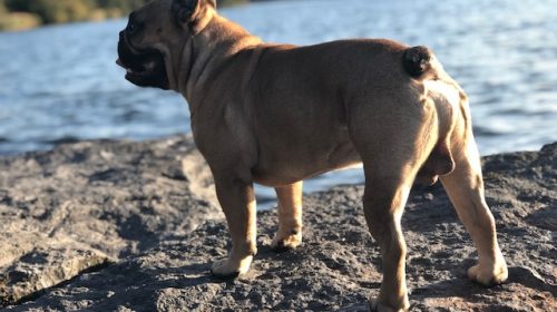 voedselallergie franse bulldog